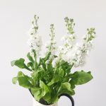 A white vase of white flowers with green leaves. It is the image for Power Exchange and Dependency.