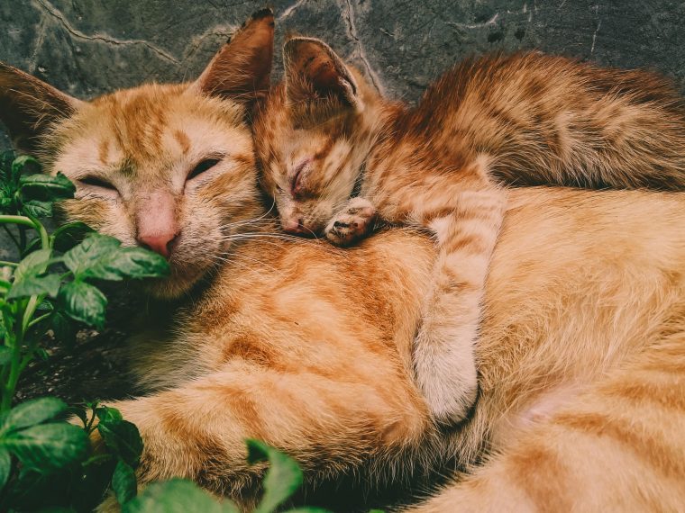 an orange kitten sleeps on top of an orange cat
